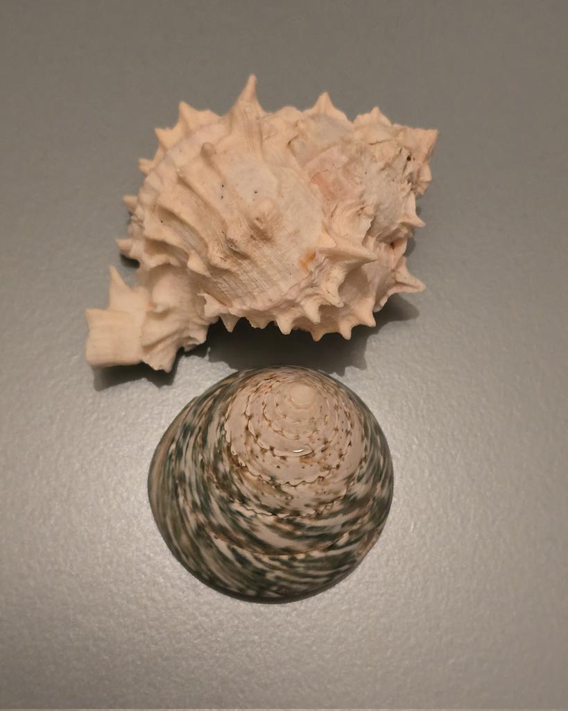 roan226's tweet photo. Magical Marine Shapes!! https://t.co/0ENR5jH6Qv