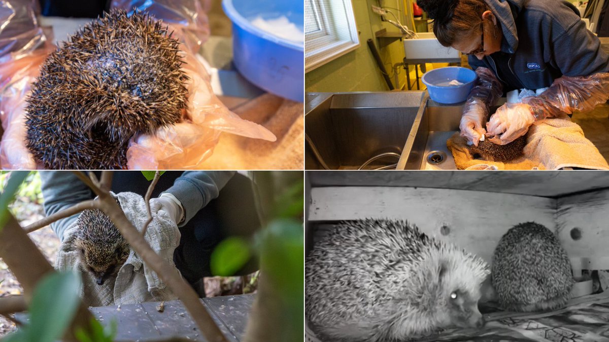 A garden strimmer left this little hedgehog injured, so her rescuer took her to <a href="/RSPCAWestHatch/">RSPCA WestHatch Wild</a> 🦔

Weeks later, she returned to the garden which is now equipped with a hedgehog house. She even brought a friend over!

Help hogs this #HedgehogAwarenessWeek: bit.ly/44dzNDm
