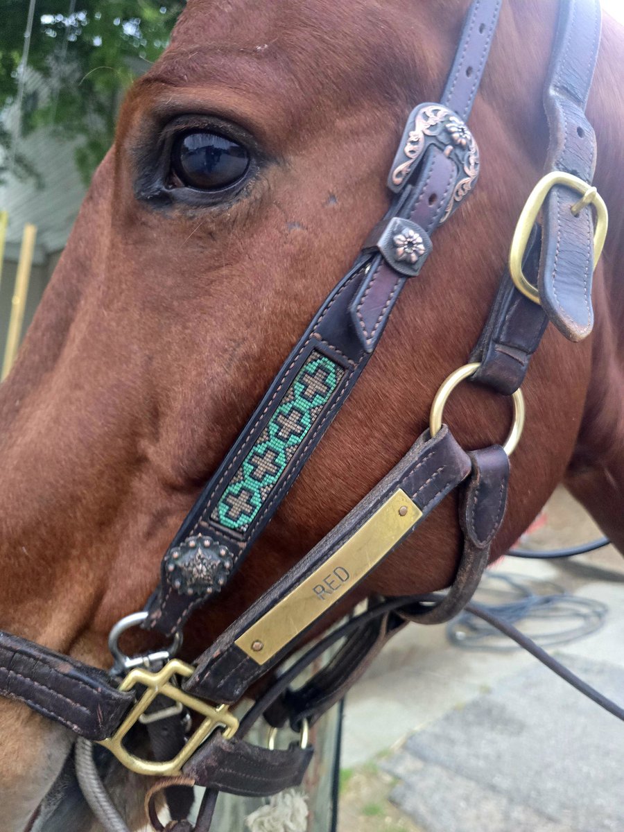 HeatherMammen's tweet image. There's a horse a pony named after me! (JK)