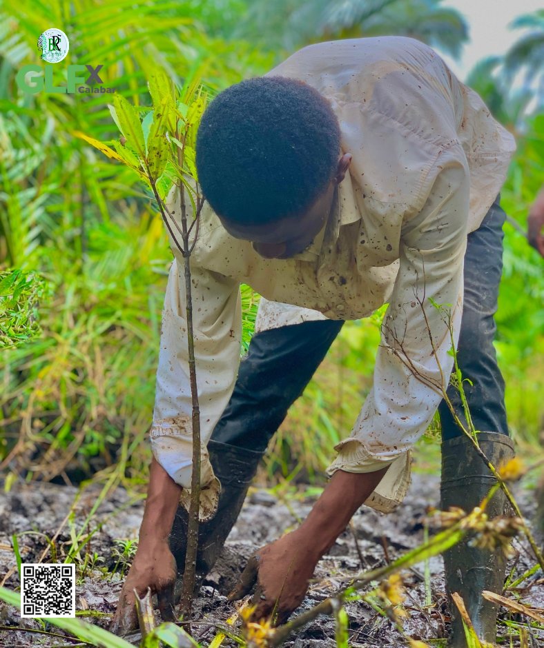 BRC_NG's tweet image. Investing in wetlands is investing in our future.
@BRC_NG  is nurturing the recovery of Calabar coastline, where we&apos;ve already planted 3,000 mangrove seedlings. This year, our commitment deepens as we plant more, envisioning a thriving, resilient coast. #MangroveRestoration #BRC