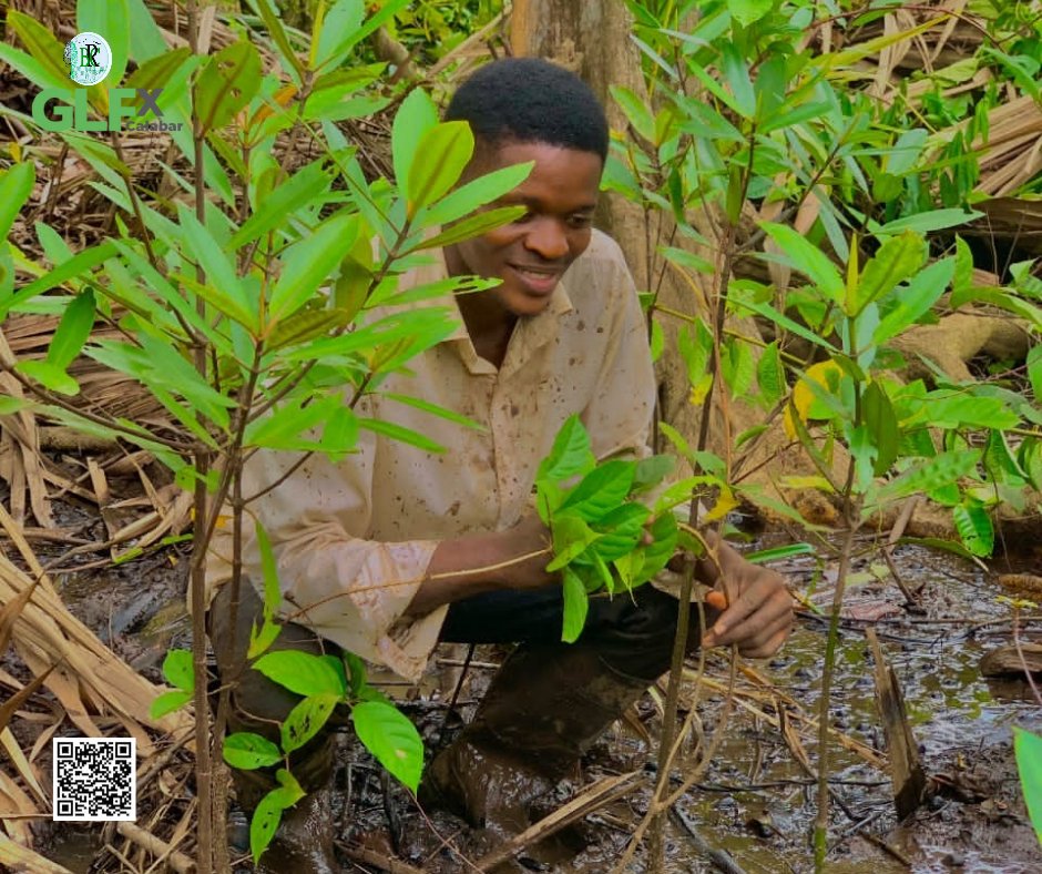 BRC_NG's tweet image. Investing in wetlands is investing in our future.
@BRC_NG  is nurturing the recovery of Calabar coastline, where we&apos;ve already planted 3,000 mangrove seedlings. This year, our commitment deepens as we plant more, envisioning a thriving, resilient coast. #MangroveRestoration #BRC
