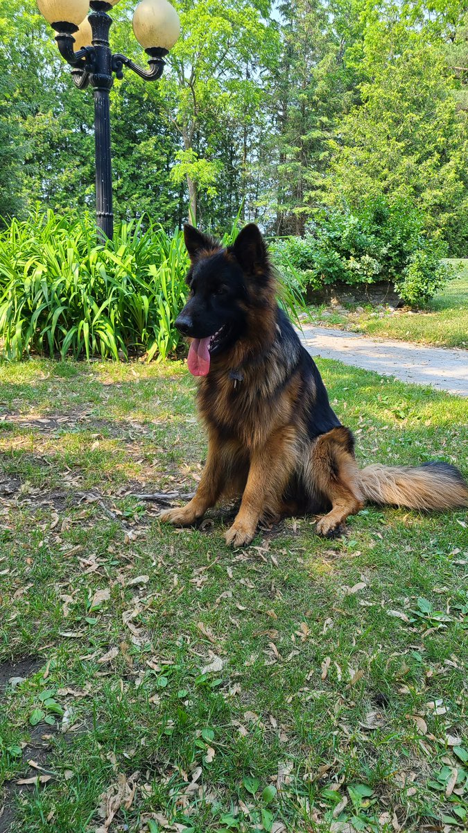 Our boy Strider crossed the rainbow bridge yesterday. Our family is devastated. He was only three years old. Hug your pets because you never know how long they will be with you.