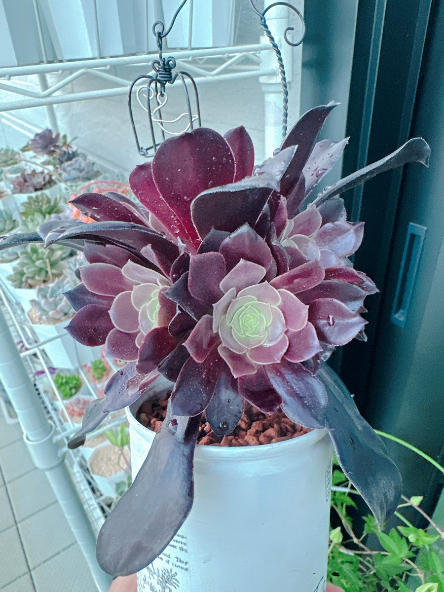アエオニウム　ベストコンディション セット販売日、決めました | コキリノSucculents Life
