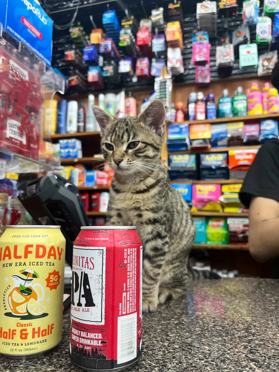 Bodegacats_'s tweet image. 