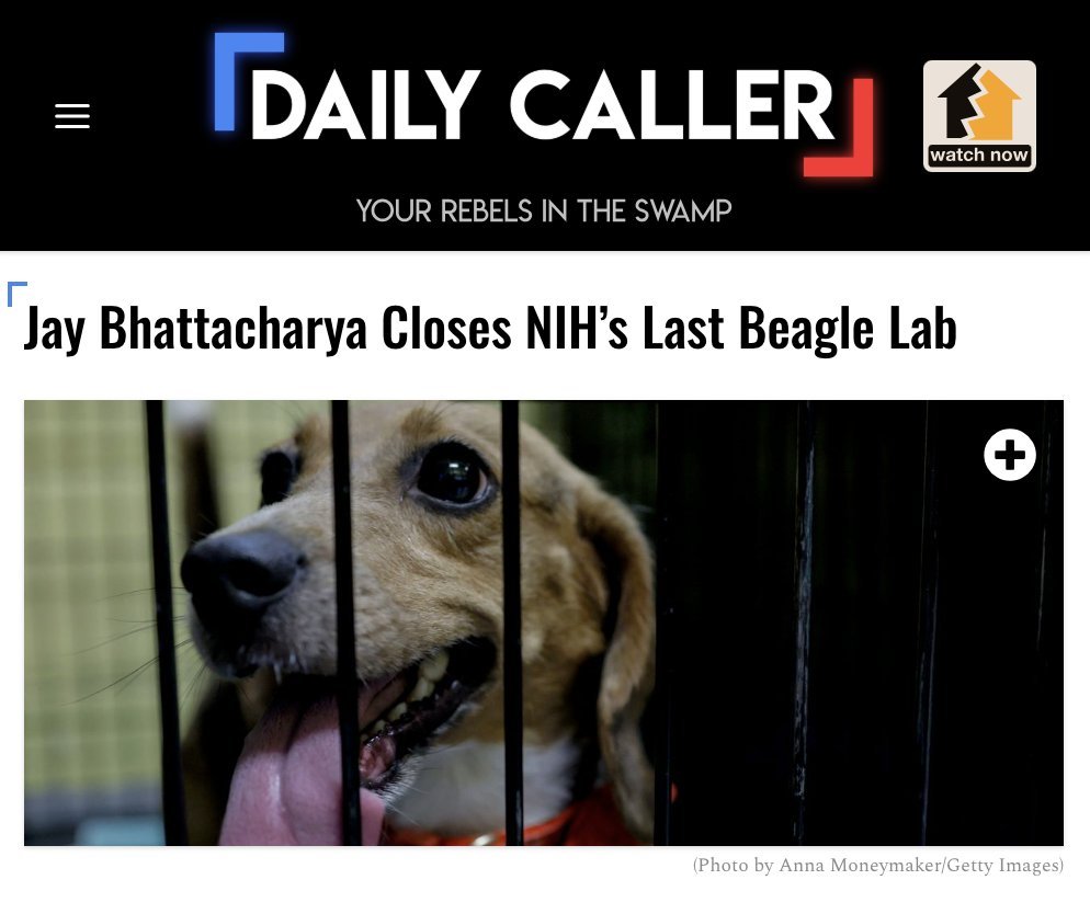 JustinRGoodman's tweet image. Days after @LauraLoomer &amp;amp; @elonmusk joined @WhiteCoatWaste in calling out @NIH&apos;s in-house septic shock experiments on beagles, @DrJBhattacharya just announced the dog lab has been shut down!

💪🐶⛓️‍💥