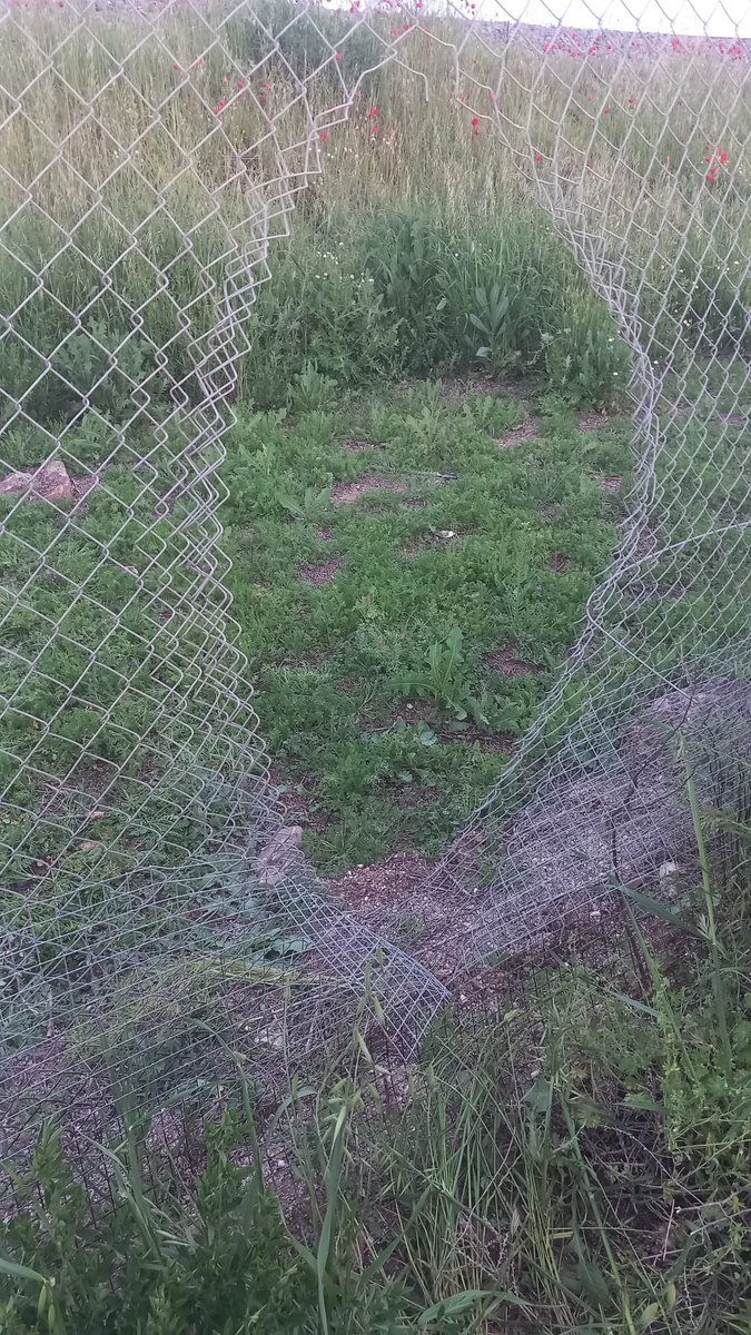 oscar_puente_'s tweet image. Hemos sufrido un acto de grave sabotaje en la línea de alta velocidad Madrid Sevilla. 4 robos de cable en puntos distintos en un radio de 10 km. Puntos Kilométricos 92-850, 93-600, 101-400 y 102-200. Son los sistemas de seguridad de la línea. La afectación a los trenes que aún…