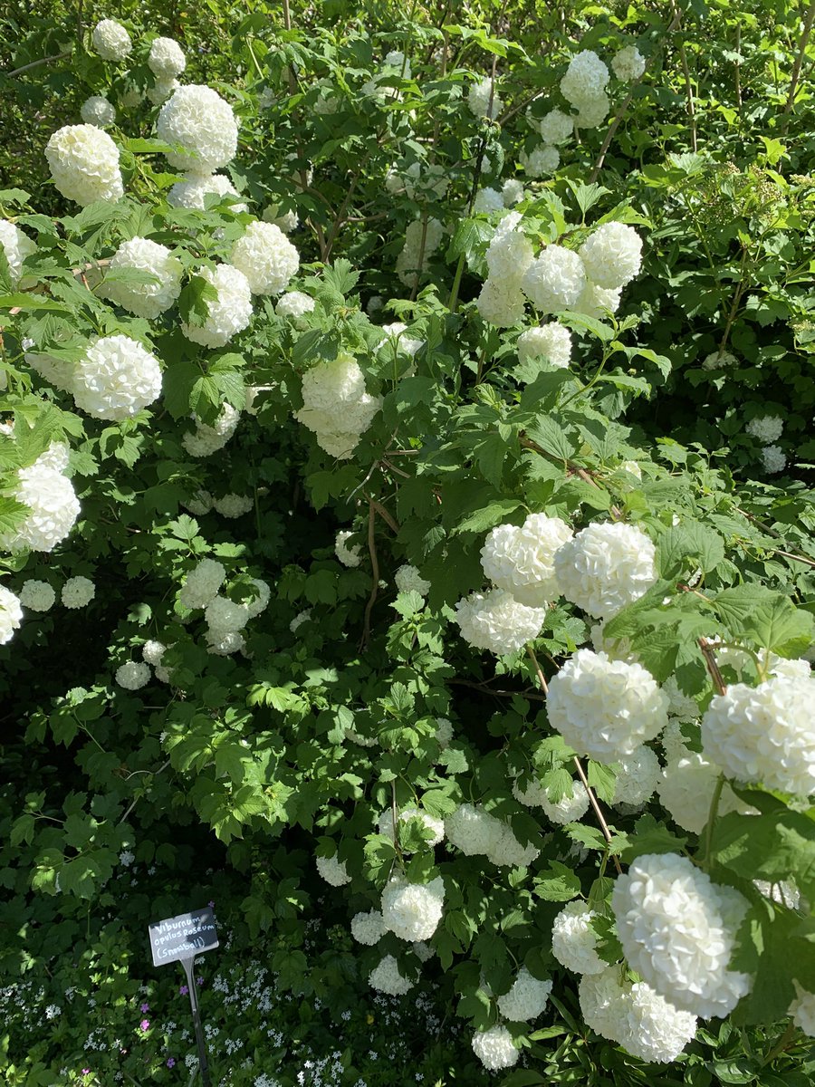 Late post due to being out marshalling a race. Overall 46 #NHS1000miles this week and 16 of these were running. Photos from a lovely garden I found in London