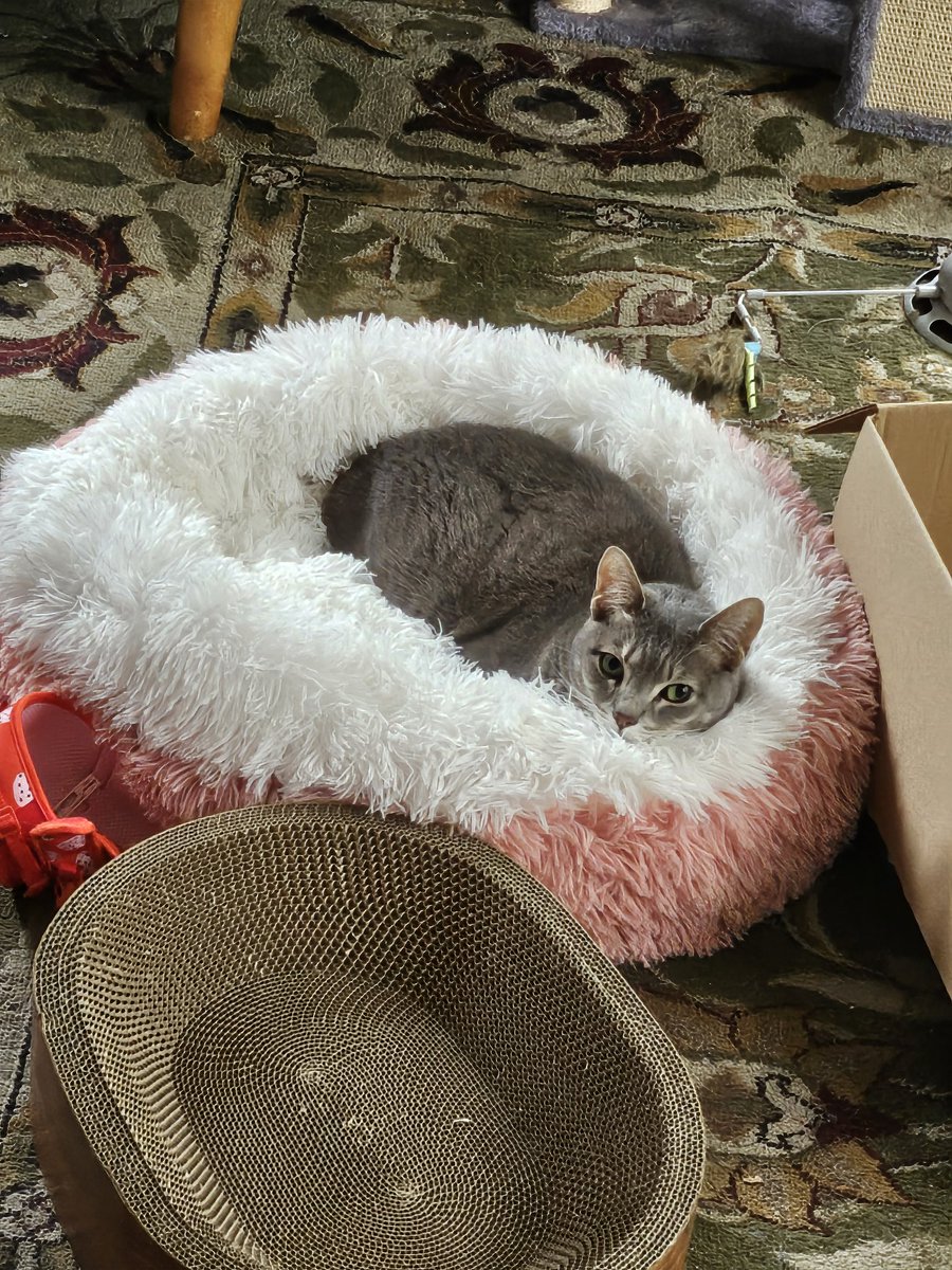 Chillindude (@liquidchillin) on Twitter photo God Aura's so fuckin cute
I dropped a twenty for a cat bed and she's over a year and still nothing
Then
#sofuckincute God Aura's so fuckin cute
I dropped a twenty for a cat bed and she's over a year and still nothing
Then
#sofuckincute
