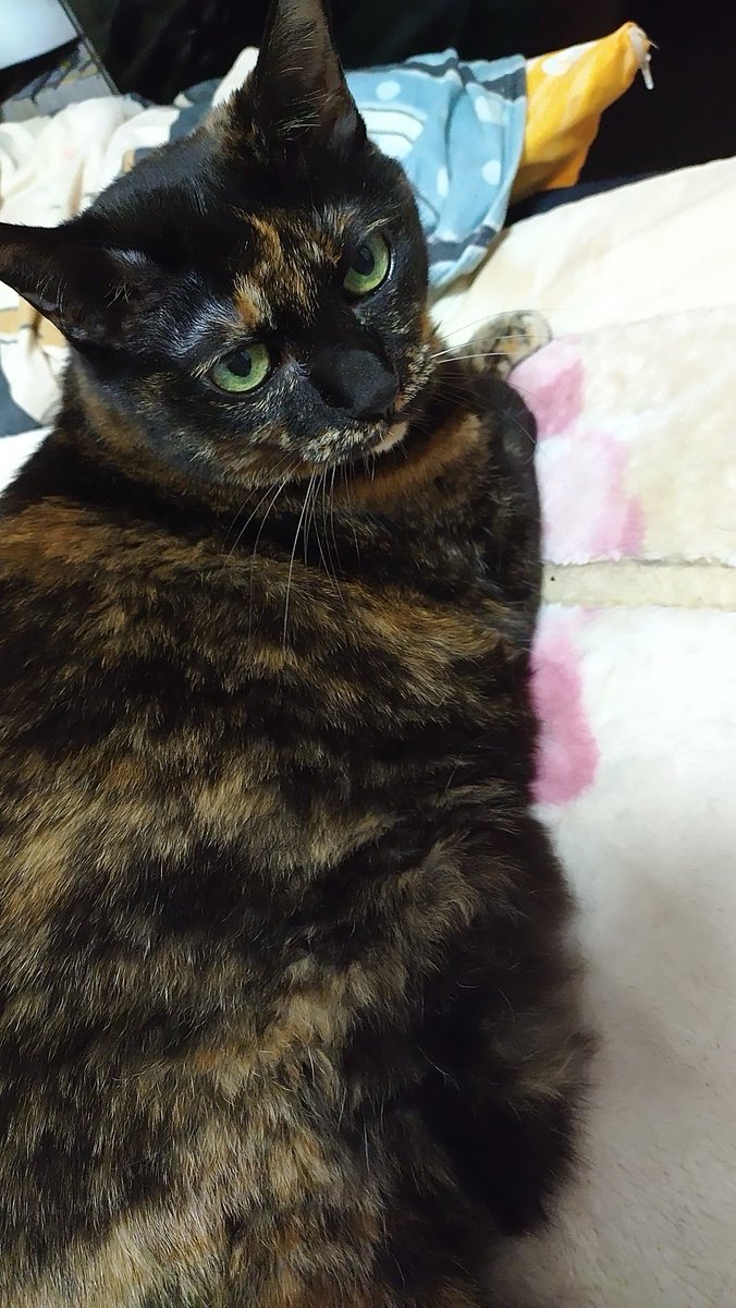 【ねこ男爵】 猫男爵🔞🎄🎅最新単行本発売中！ on X