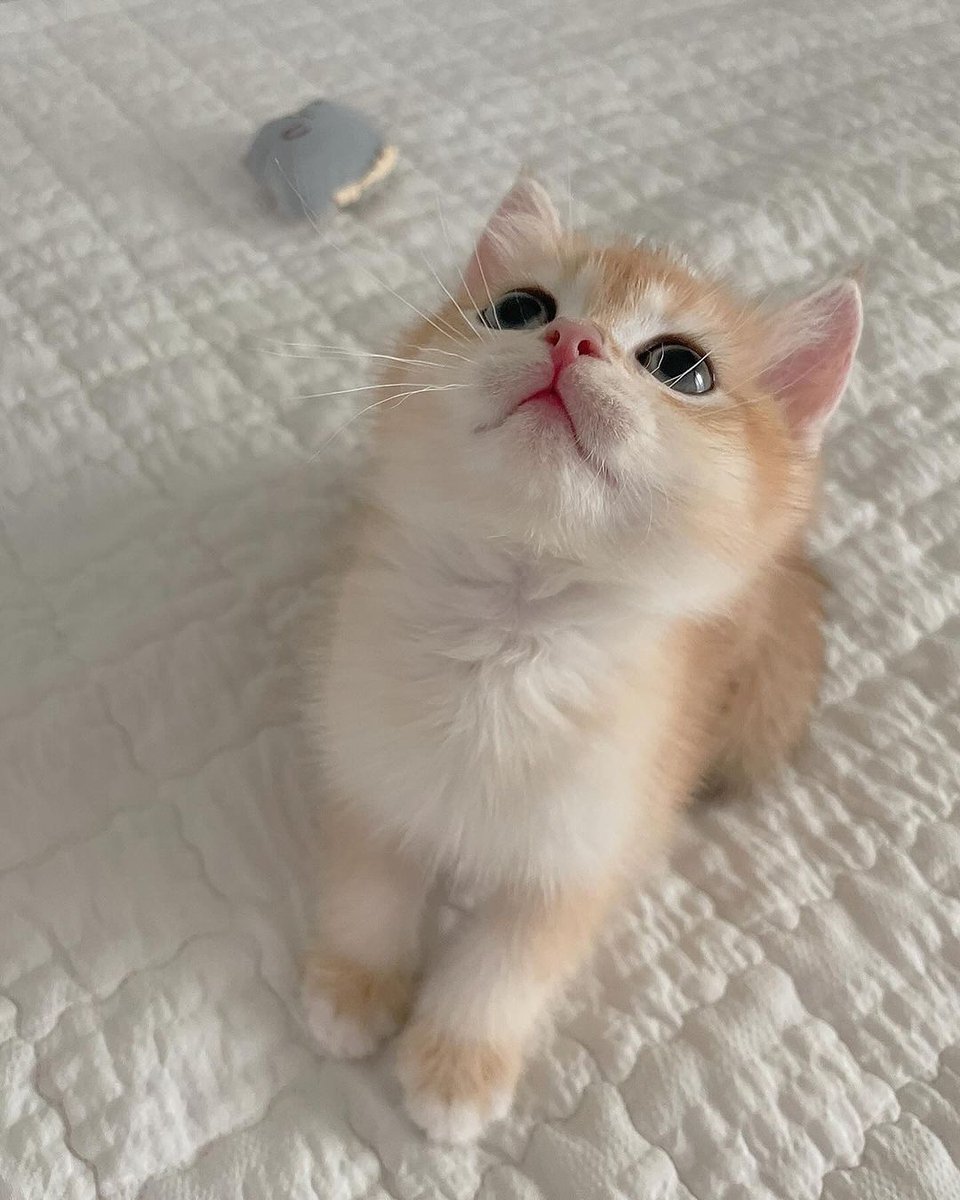 Cat 🐈 (@cutecatsmagic) on Twitter photo 