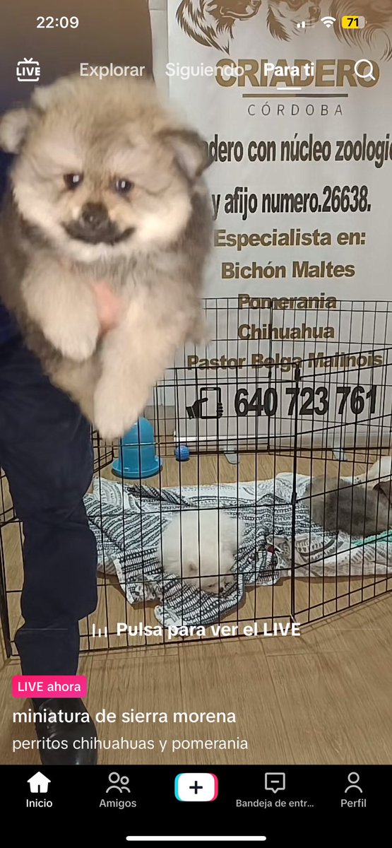 Estoy HARTA de ver estas cosas por TikTok y denunciar las cuentas y que me digan que no infringen ninguna norma, pero luego tiren cualquier video o comentario inofensivo. 
ESTÁN VENDIENDO VIDAS. 
¿Por qué se normaliza con animales? ¿Si vendiesen niños se vería también normal?