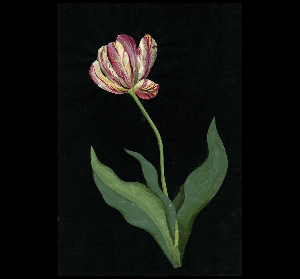 ClockworkCosmos's tweet image. &quot;Tulipa sylvestris&quot; - Mary Delany (1700-1788) 
#MaryDelany @britishmuseum