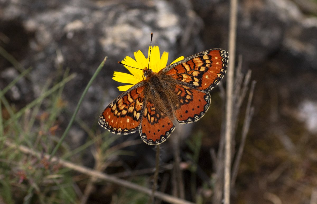 jpcancela1's tweet image. During the third day of our Spring butterflies of Andalucía Tour we could see, among many other nice species, one of my favourite butterflies: the amazing Euphydryas desfontainii (Spanish fritillary).