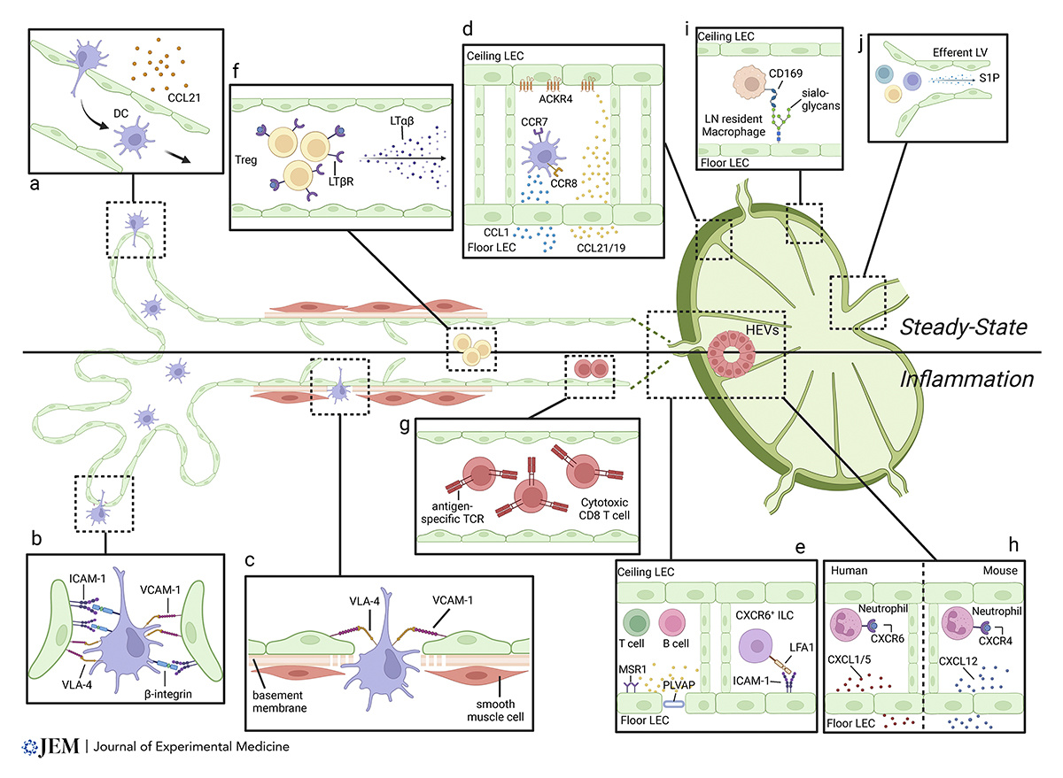 JExpMed's tweet image. In this review, Sun, Angelillo, and Hugues discuss how lymphatic vessels drive tumor progression, #metastasis, and shape the anti-tumor immune response. hubs.la/Q03jYzhB0 

📘 In JEM #Immunology Collection: hubs.la/Q03jYq1f0
#AAI2025