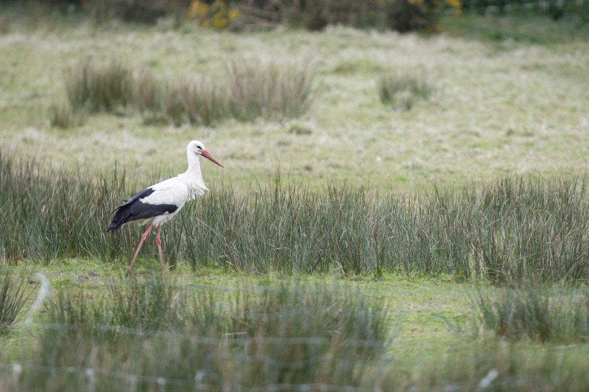 dunbar44's tweet image. So dipped another bee-eater this weekend lol 2 weeks in a row! Lol amazing to see the white stork! Missed a red footed Falcon! 😭  great time photographing fox cubs and red squirrels ! A gd few days!