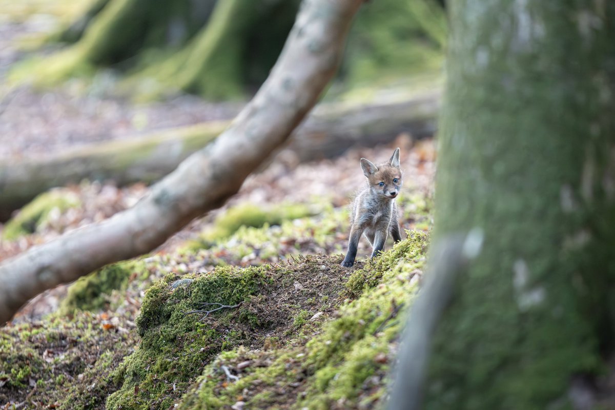 dunbar44's tweet image. So dipped another bee-eater this weekend lol 2 weeks in a row! Lol amazing to see the white stork! Missed a red footed Falcon! 😭  great time photographing fox cubs and red squirrels ! A gd few days!