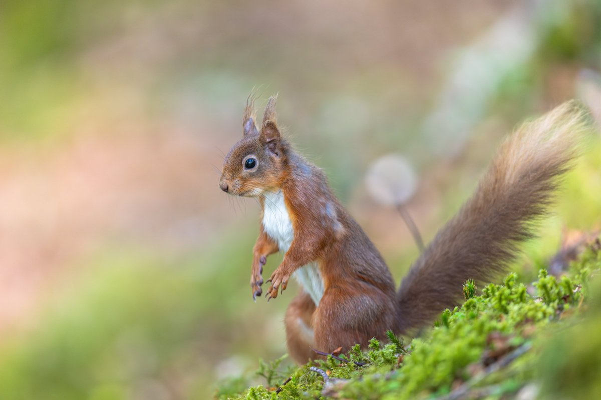 dunbar44's tweet image. So dipped another bee-eater this weekend lol 2 weeks in a row! Lol amazing to see the white stork! Missed a red footed Falcon! 😭  great time photographing fox cubs and red squirrels ! A gd few days!