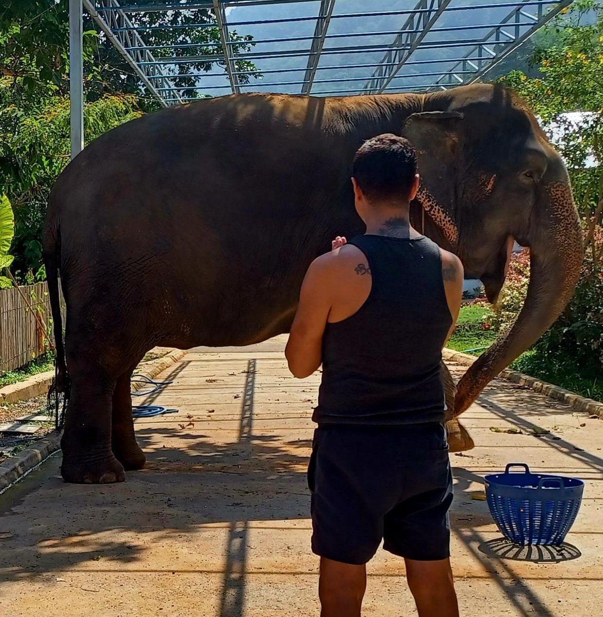 evoandrst's tweet image. And...Nelly said...YESSSS! Thai Visa banked ✅ Not normally my type, but just check out the smile on this beauty after 11 watermelons and a little mud bath! 😍 #EthicalElephantSancutuary #HappyNelly