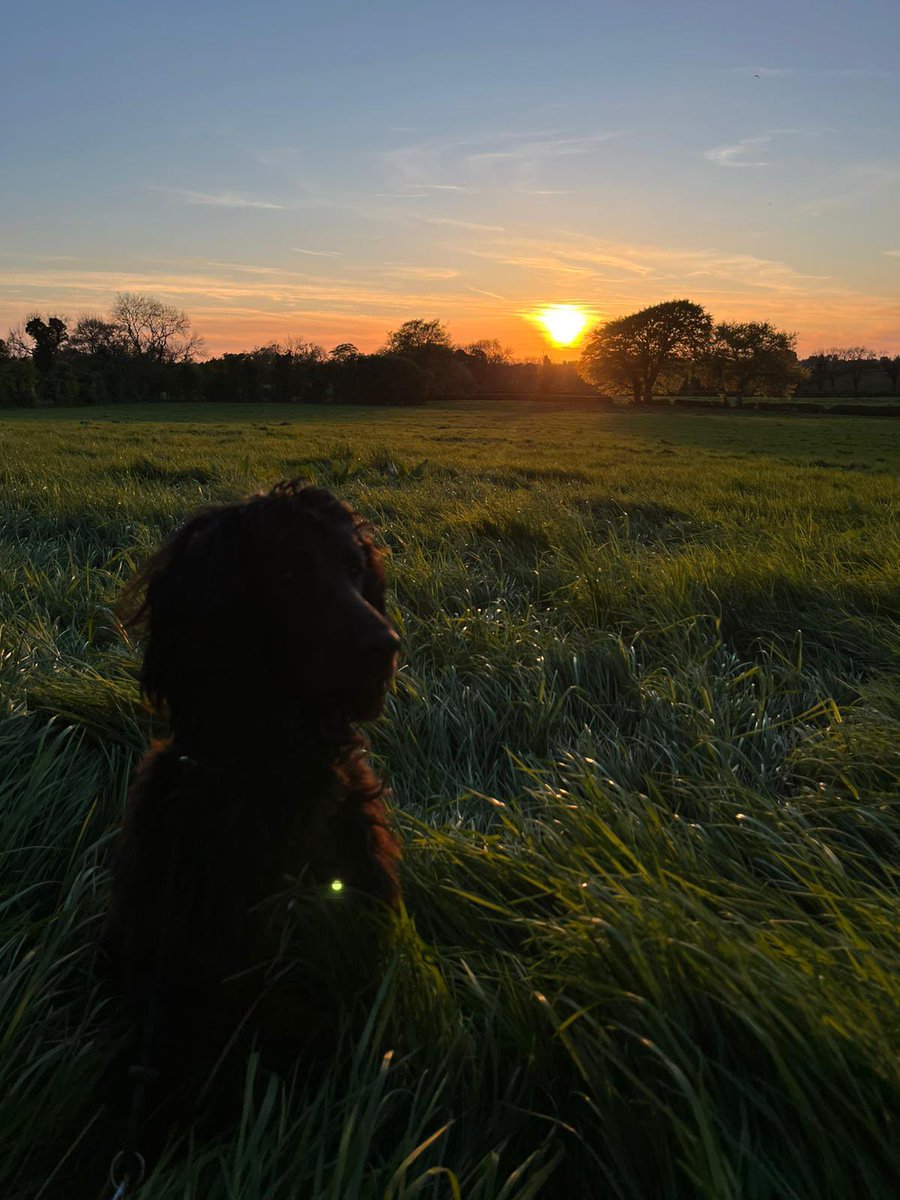 KevinFXL's tweet image. After a weekend helping in the garden, chasing the cats and doing zoomies every so often, Coa decided to relax in an Antrim evening in the field beside the house. Its his first spring, and he is enjoying every minute of it so far….