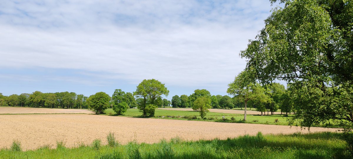 J'ai réussi à photographier un chevreuil pendant mon footing ! Mais évidemment il est fait 3 pixels sur la photo puisqu'après m'avoir observé sortir mon téléphone il a quasi disparu en trois bons 😭