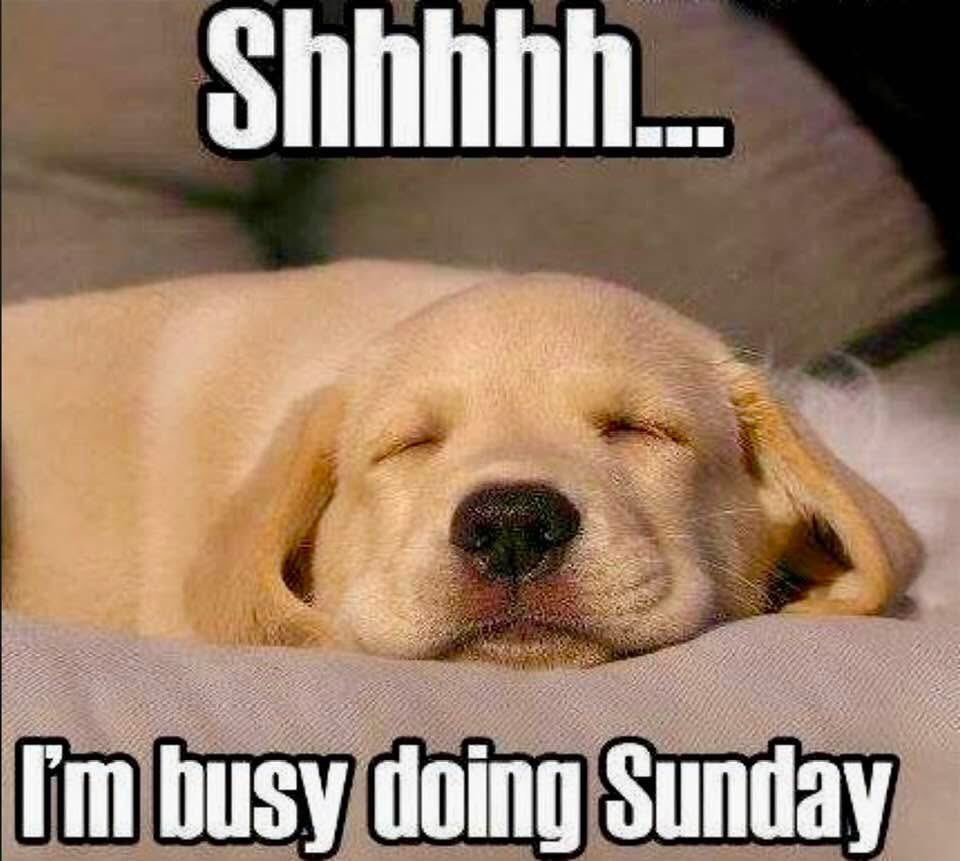 LibertyGal (@libertysheri) on Twitter photo 