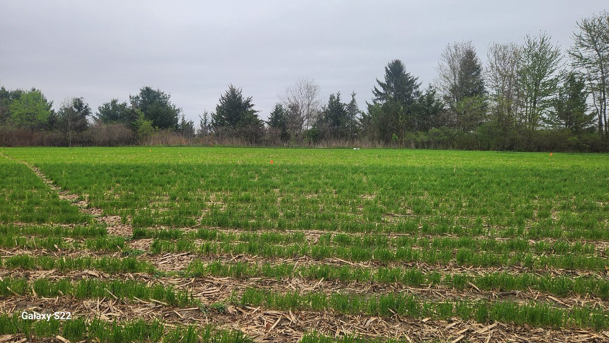 You can see the residual effect of having 5 years of a perennial legume in the field.