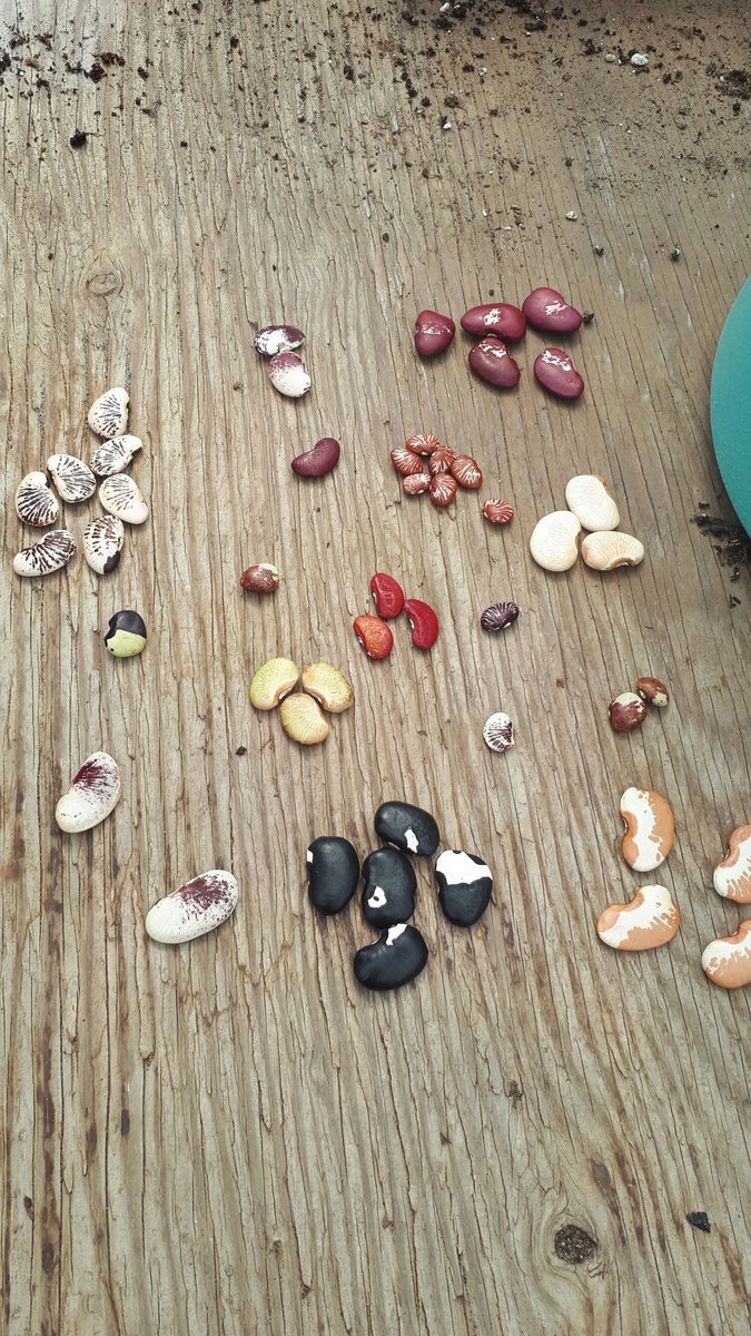 Lima bean sorting &amp; seeding. 
Get yours at metchosin farm. Good eating and great colours.
#FarmLife 
#organic