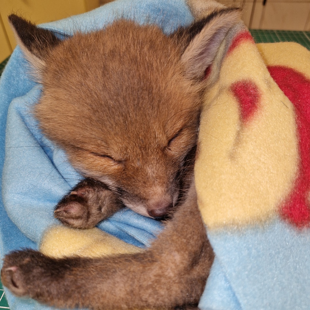 Małe Licho przeżył. I chociaż jest niezbyt samodzielny i rezolutny jak na swój lisi wiek, sądzimy, że z czasem nadgoni zaległości. Tym bardziej, że jak się okazało na początku długiego weekendu, będzie dorastał  w towarzystwie nieco młodszej, ale bardzo energicznej również