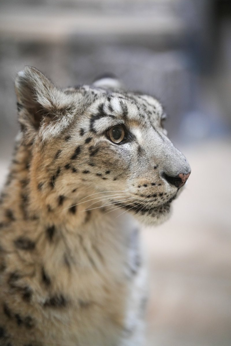 斜め40度から見たあなたの横顔。

#ジーマ