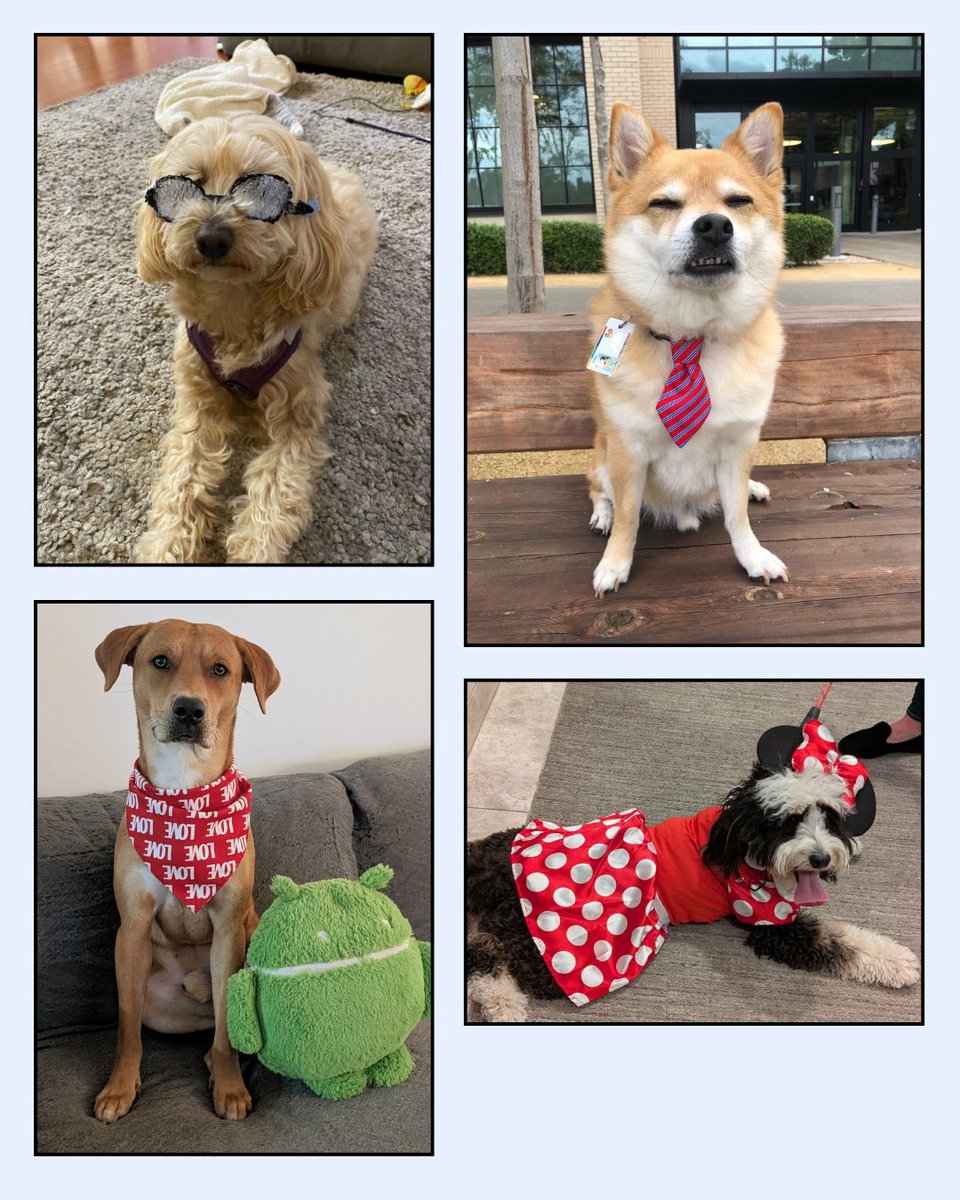It's the first Monday in May, which means we're celebrating this year's Pet Gala. Members of the pawparazzi snapped photos of #Dooglers in their Monday best. Which look was your favorite? #LifeatGoogle