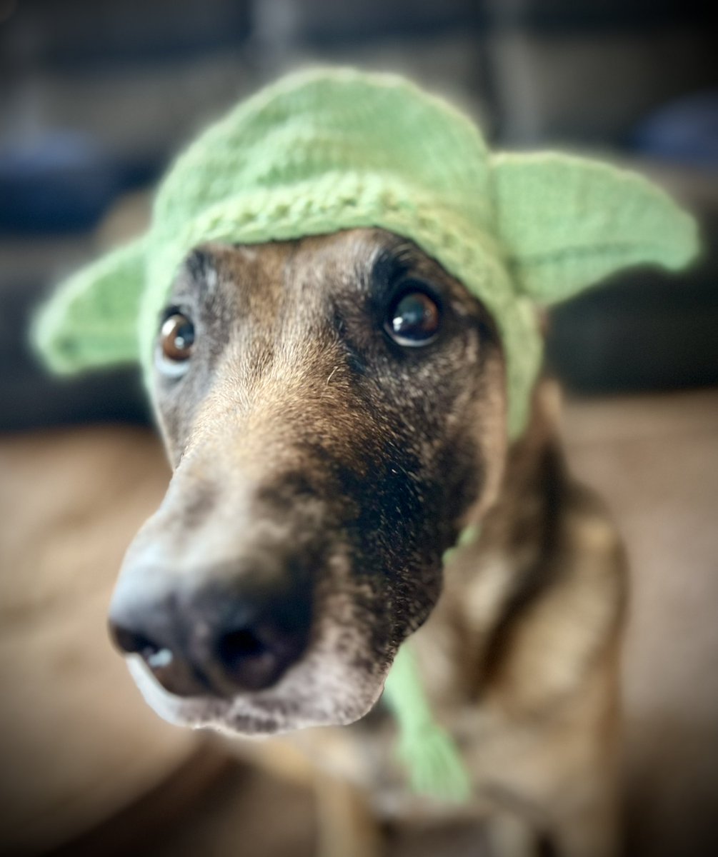 K9 Loki (Ret) tweet media