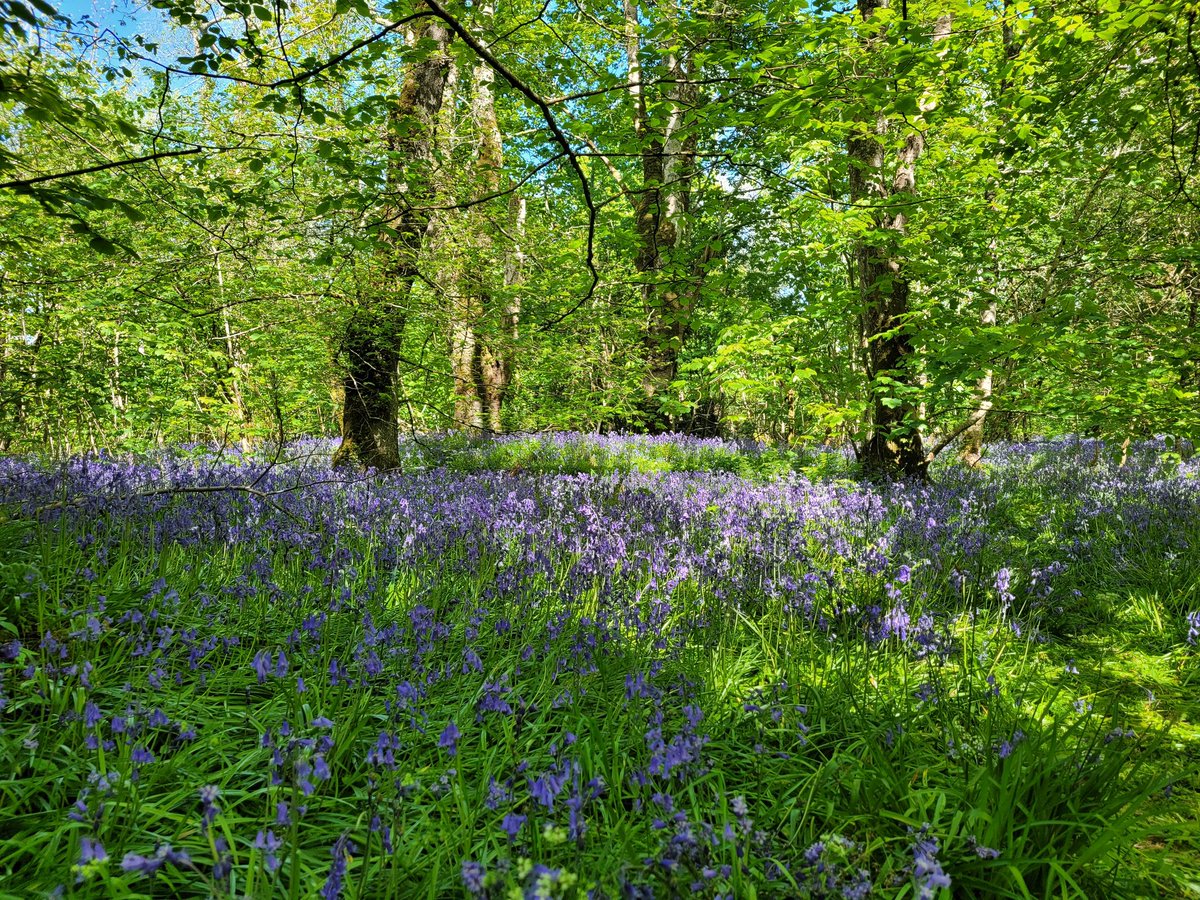 Amazing scent of bluebells in Bridgend woods #isleofislay