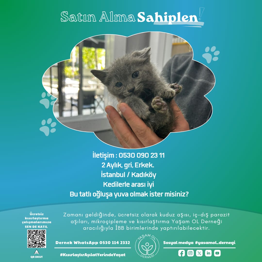 yasamol_dernegi's tweet photo. Hepsi birbirinden güzel minikler, kendilerine el uzatacak #yasamol insanını bekliyor.
#satinalmasahiplen #kisirlastirAsilatYerindeYasat
#kedisahiplendirme #yavrukedisahiplendirme
#yuvaariyor https://t.co/EKoeWeK7pc