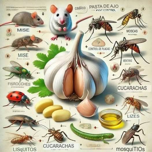Jacob_Vala's tweet photo. 👁Uso del Ajo para el Control de Plagas 🧄🦠
#datosinteresantes #interesante #datos 

😱👐Cómo hacer un insecticida de ajo:

1.- Preparación: Triturar una cabeza de ajo o un puñado de dientes de ajo. 
2.- Licuar: Licuar el ajo triturado con un poco de agua o vinagre. 
3.- Mezclar: Mezclar con agua jabonosa (opcional, para mayor adherencia). 
4.- Filtrar: Filtrar la mezcla para eliminar residuos sólidos. 
5.- Aplicar: Aplicar la solución a las plantas afectadas, rociando las hojas y los tallos. 

😳Propiedades del Ajo: El ajo no solo es conocido por su uso culinario, sino que también es un potente aliado en la lucha contra plagas. Contiene compuestos activos, como alicina y sulfuro de dialilo, que poseen propiedades insecticidas y repelentes. Estos componentes son efectivos contra una variedad de insectos dañinos que pueden afectar tus plantas.

🐛🕷🦟Insectos afectivos: El uso del ajo es particularmente eficaz contra plagas comunes como pulgones, moscas blancas, ácaros y gusanos. Al aplicar soluciones a base de ajo, puedes proteger tus cultivos y mantener un ambiente saludable en tu jardín sin el uso de productos químicos agresivos.

Aplicación y frecuencia: Para obtener los mejores resultados, es recomendable aplicar la mezcla de ajo cada 7 a 10 días, especialmente si estás enfrentando una infestación significativa. Asegúrate de rociar la parte inferior de las hojas, donde a menudo se esconden los insectos, y evita aplicar en horas de mucho calor, para no dañar las plantas.

Ventajas del uso del ajo: Además de ser un insecticida natural, el uso del ajo tiene otras ventajas. Es seguro para el medio ambiente, no residual y no perjudica a los polinizadores como las abejas y mariposas. Además, utilizar ajo como repelente reduce la necesidad de pesticidas químicos, lo que puede tener un impacto positivo en la biodiversidad de tu jardín.

Precauciones a tener en cuenta: Aunque el ajo es un remedio natural, es importante no abusar de su uso. Aplicaciones excesivas pueden provocar irritación en las plantas. Realiza una prueba en una pequeña sección de la planta antes de aplicarlo en toda ella, especialmente si es la primera vez que usas esta técnica.

Resultados esperados: Con paciencia y cuidado, el uso del ajo puede ayudarte a mantener tu jardín libre de plagas y favorecer un crecimiento saludable de tus plantas. Disfrutarás de una cosecha abundante y de calidad, mientras contribuyes a un ecosistema más equilibrado y sostenible. 🌱💚

#insecticidas #Noticias #curiosidades #virals
