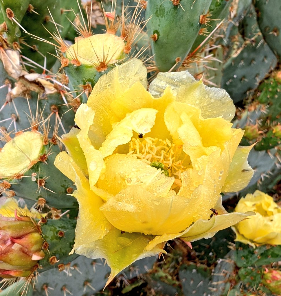 It Rained! The flowers are happy 😄