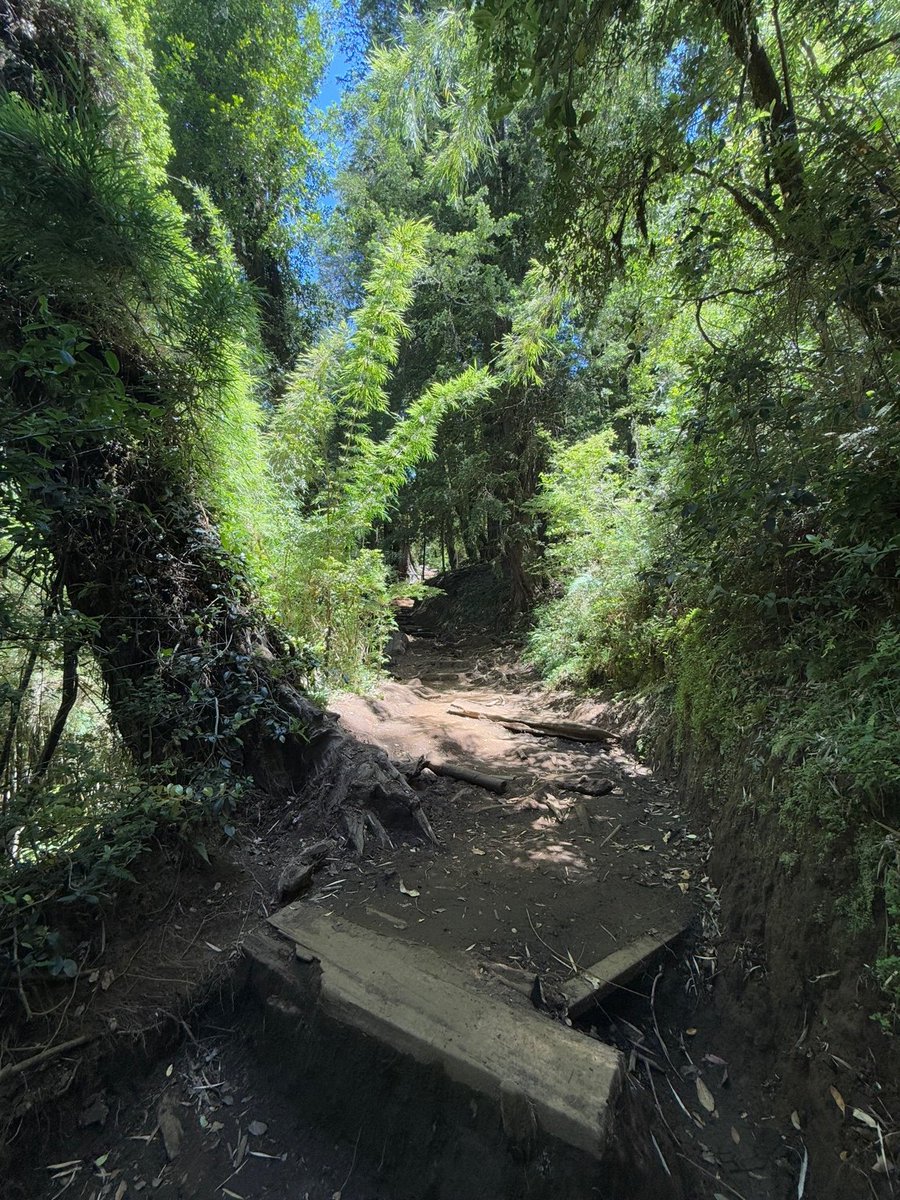 Patrick Collison tweet media