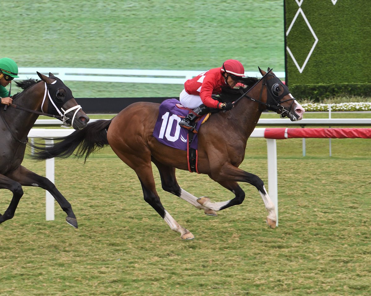 Gulfstream Park (@gulfstreampark) on Twitter photo Rashid leads all the way in the finale, <a href="/JaramilloJockey/">Emisael Jaramillo</a> aboard for trainer Fausto Gutiérrez. #GulfstreamPark #RoyalPalmMeet Rashid leads all the way in the finale, <a href="/JaramilloJockey/">Emisael Jaramillo</a> aboard for trainer Fausto Gutiérrez. #GulfstreamPark #RoyalPalmMeet