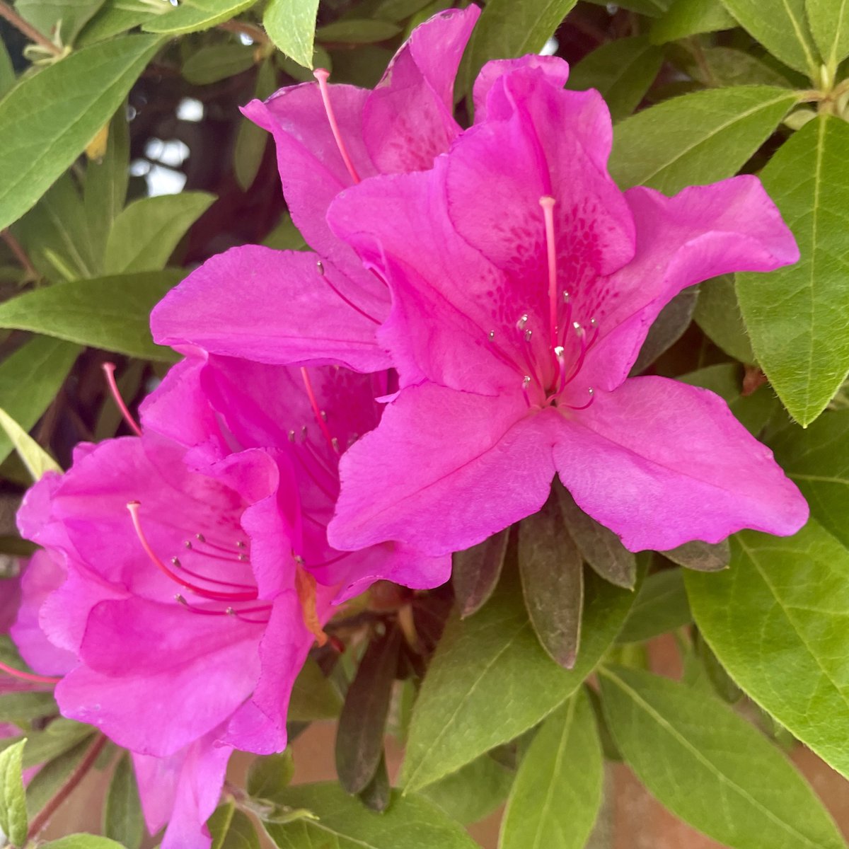 🌸 ウォーキングで出会ったお花 🌸

心地よい微風の中
躑躅が美しく咲いていました💐

#躑躅 #azalea #Flowers #新緑 #ウォーキング #NaturePhotography