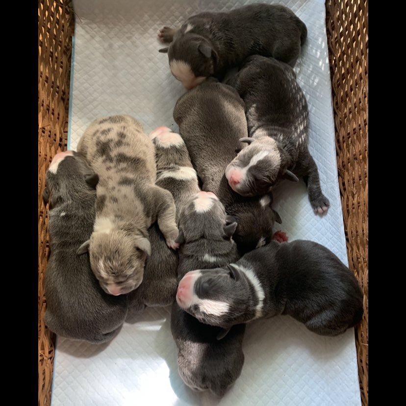 ReignPBK's tweet image. FMB’s Champion Maverick X FMB’s Sky of RPBK babies are here.😍😍😍 1 Blue Merle male, 1 Blue Tri male, 2 Blue males, 1 Blue Tri female, and 3 Blue females.❤️❤️❤️ Maverick and Sky are both standard height. 

#doglife #puppy #americanbully #missouri #ABKC #bully #dogs #puppylove