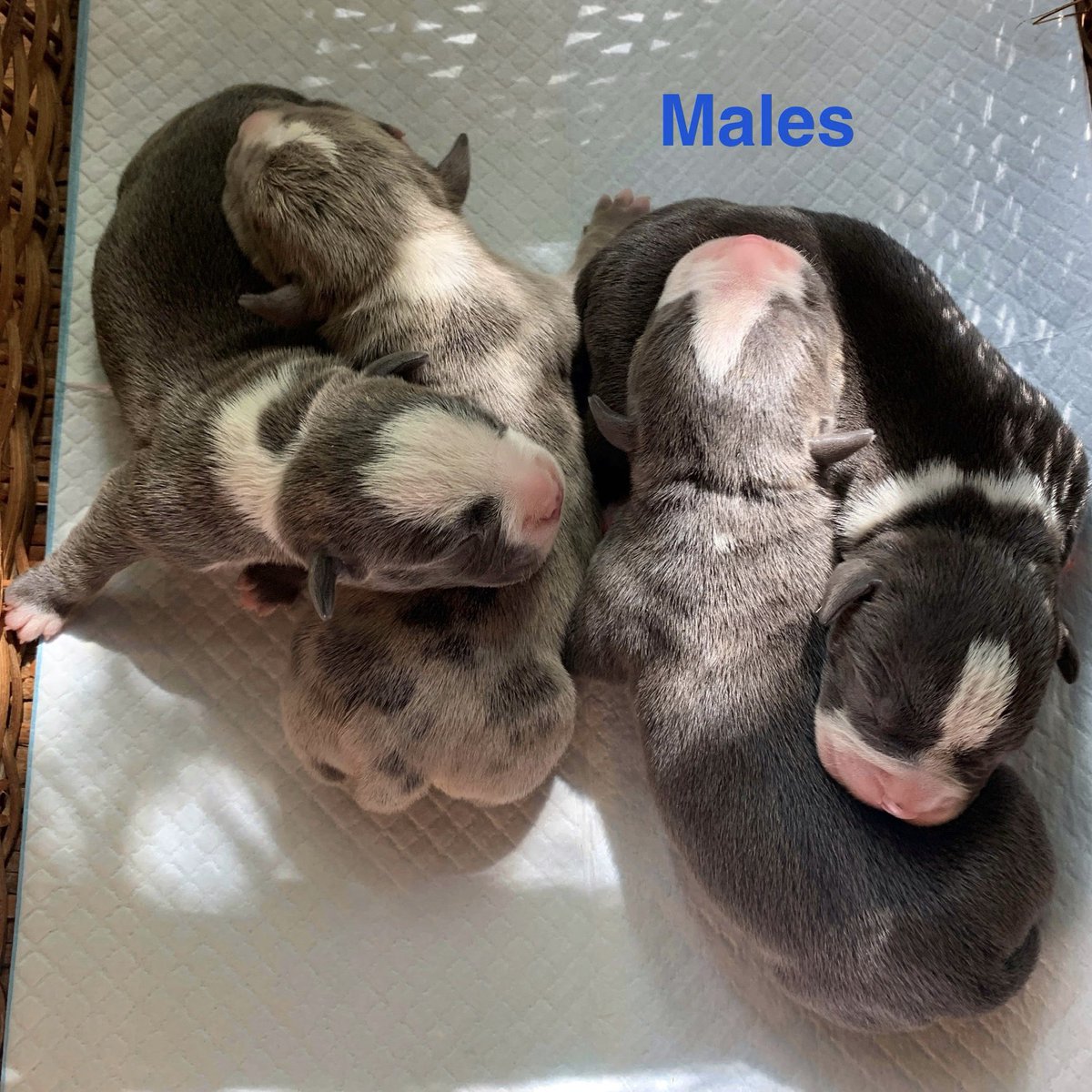 ReignPBK's tweet image. FMB’s Champion Maverick X FMB’s Sky of RPBK babies are here.😍😍😍 1 Blue Merle male, 1 Blue Tri male, 2 Blue males, 1 Blue Tri female, and 3 Blue females.❤️❤️❤️ Maverick and Sky are both standard height. 

#doglife #puppy #americanbully #missouri #ABKC #bully #dogs #puppylove