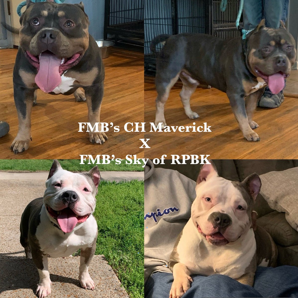 ReignPBK's tweet image. FMB’s Champion Maverick X FMB’s Sky of RPBK babies are here.😍😍😍 1 Blue Merle male, 1 Blue Tri male, 2 Blue males, 1 Blue Tri female, and 3 Blue females.❤️❤️❤️ Maverick and Sky are both standard height. 

#doglife #puppy #americanbully #missouri #ABKC #bully #dogs #puppylove