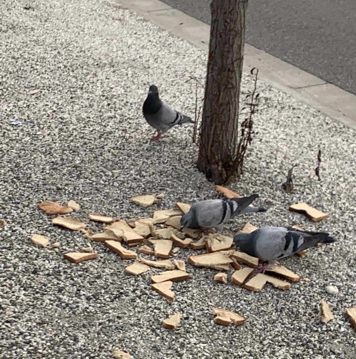 internetgoods_'s tweet photo. the children feast upon the morning yeast https://t.co/4NxbL2YlkC