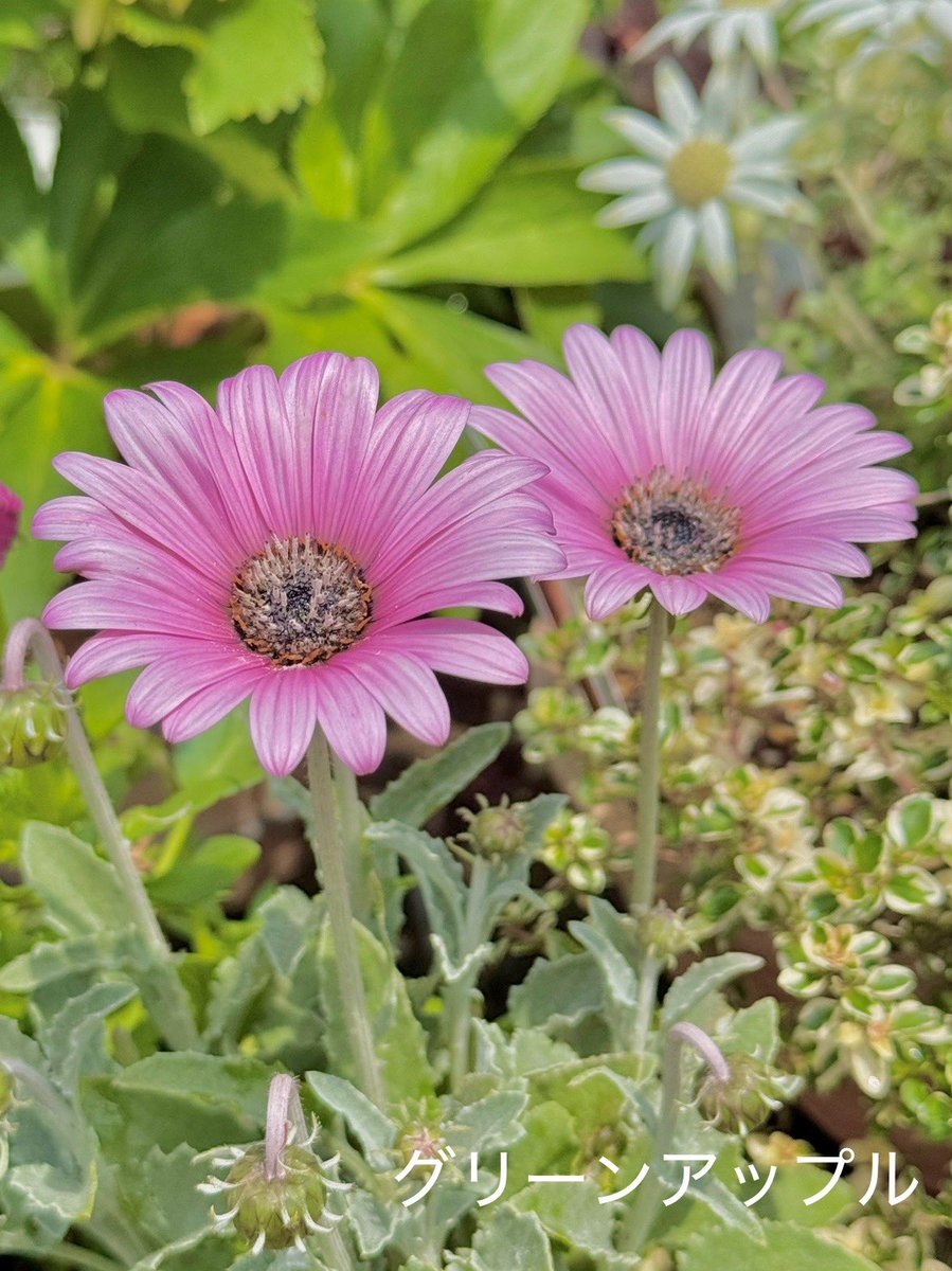 綠意家園 讓每一份愛成為幸福的開始.mkc