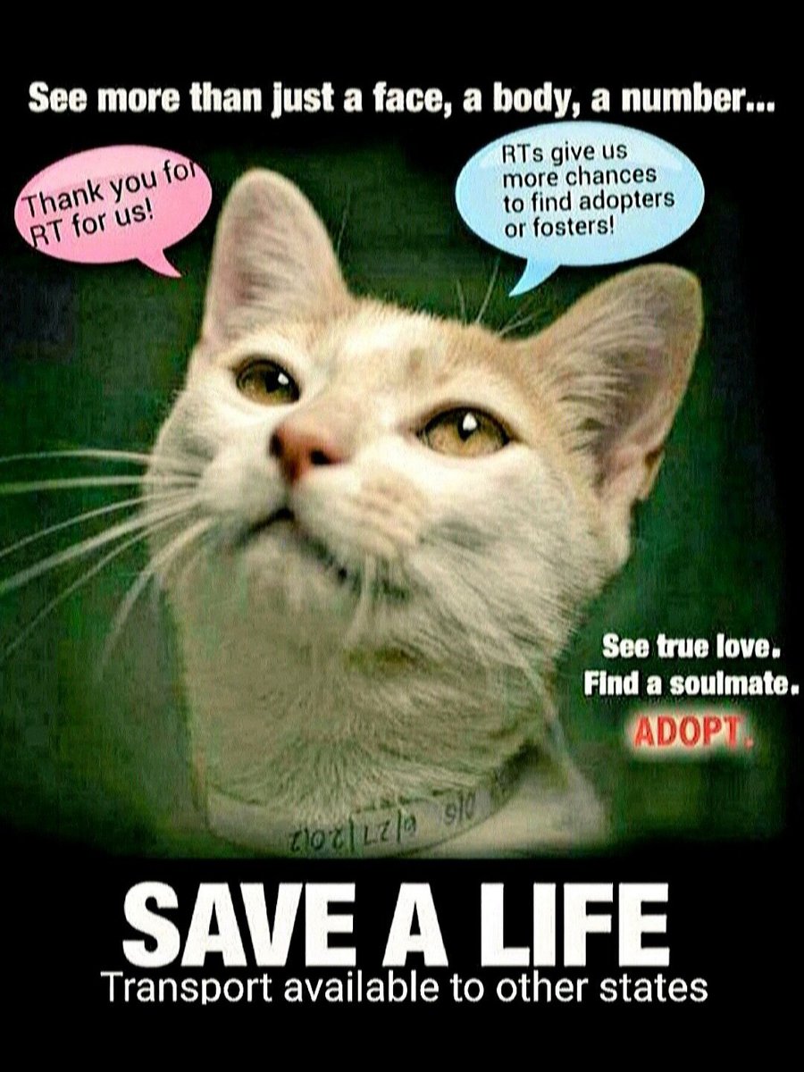 🆘️🆘️🆘️🆘️🆘️🆘️🆘️#NYC #cats #dogs EUTH AT RISK BECAUSE ABANDONED AND HOMELESS 🆘️🆘️🆘️🆘️🆘️🆘️📢🇺🇲🗽⏳🚨😿💔🐶