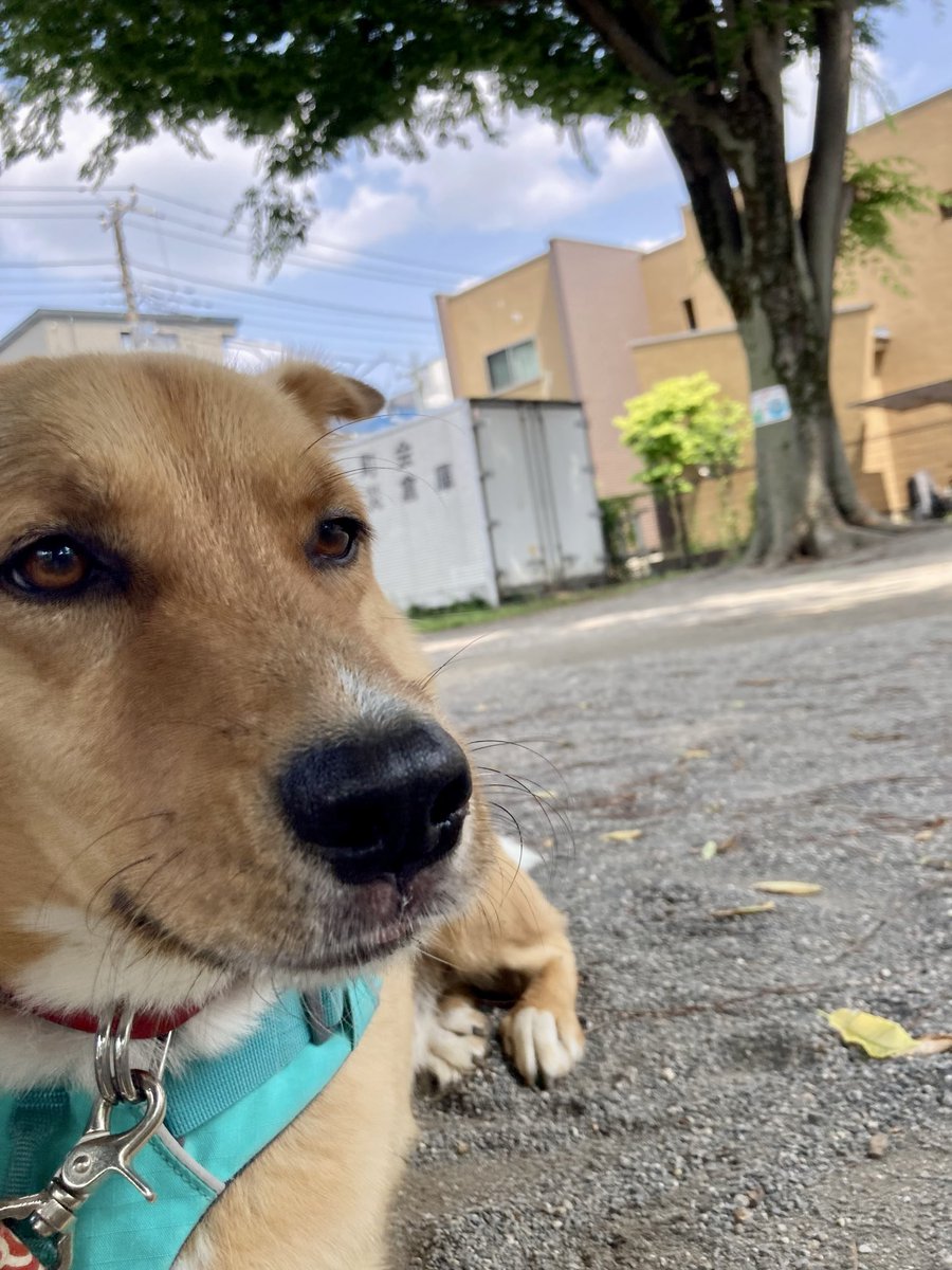 KurodaJunichi's tweet photo. 犬の散歩だとすぐそこ！の公演も一人だと遠いなぁ🚶
#まる https://t.co/wpaiVwN5nZ