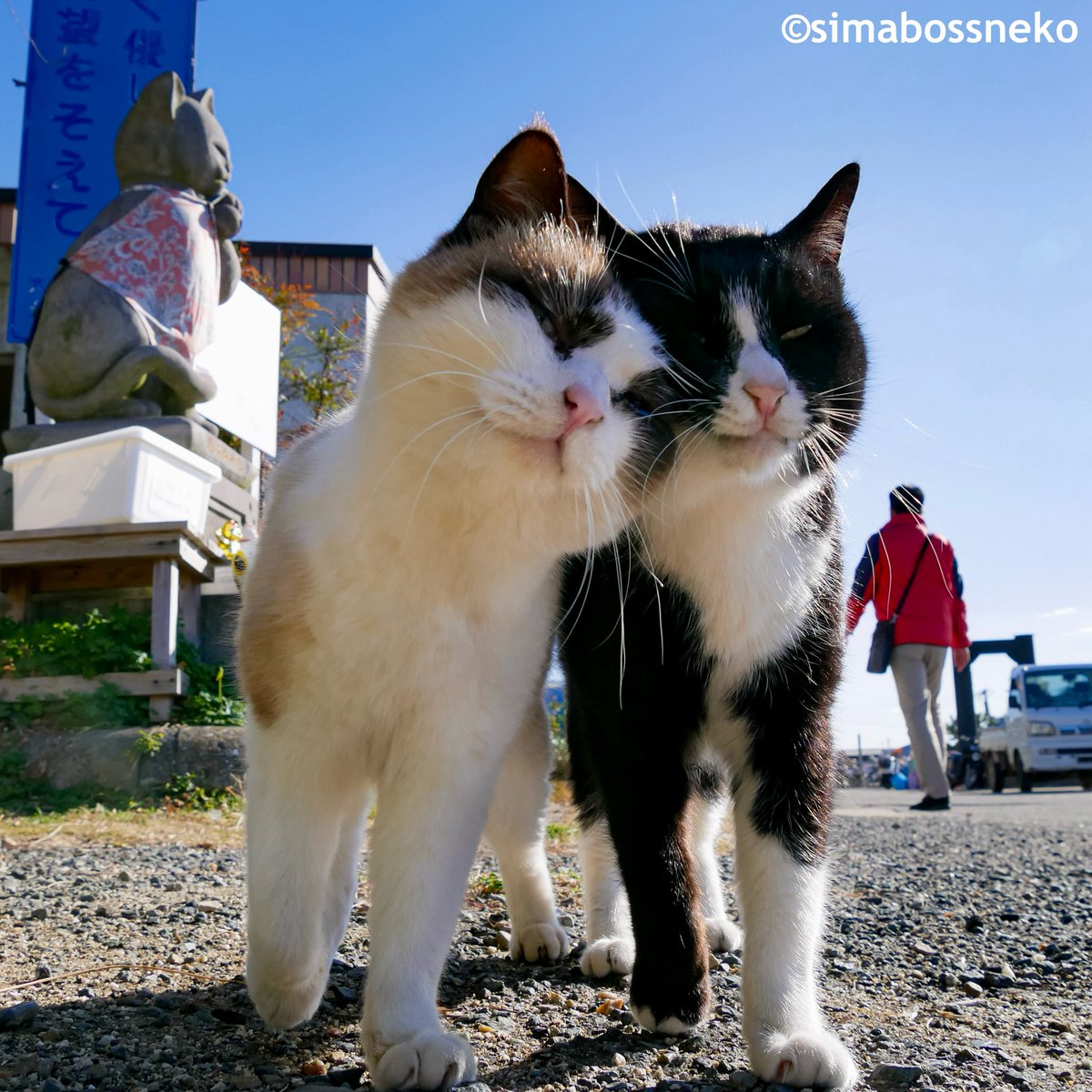 なかよしこっつん✨
Best friends❣️

#なかよし #猫 #cat