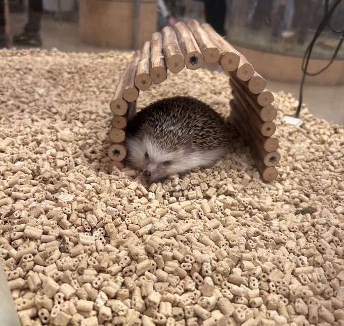 Twitterのコスプレ画像30