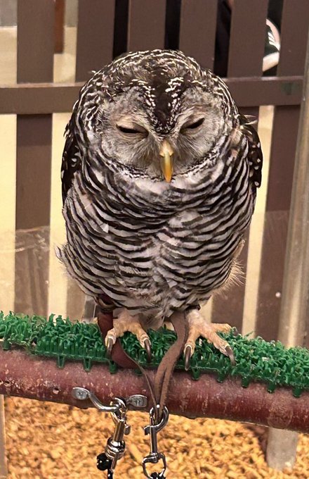 Twitterのコスプレ画像31