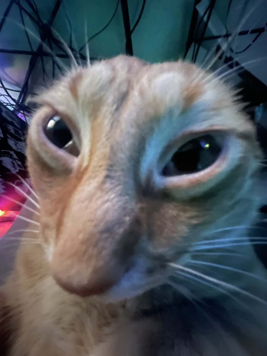 notnerwah's tweet image. La creatura