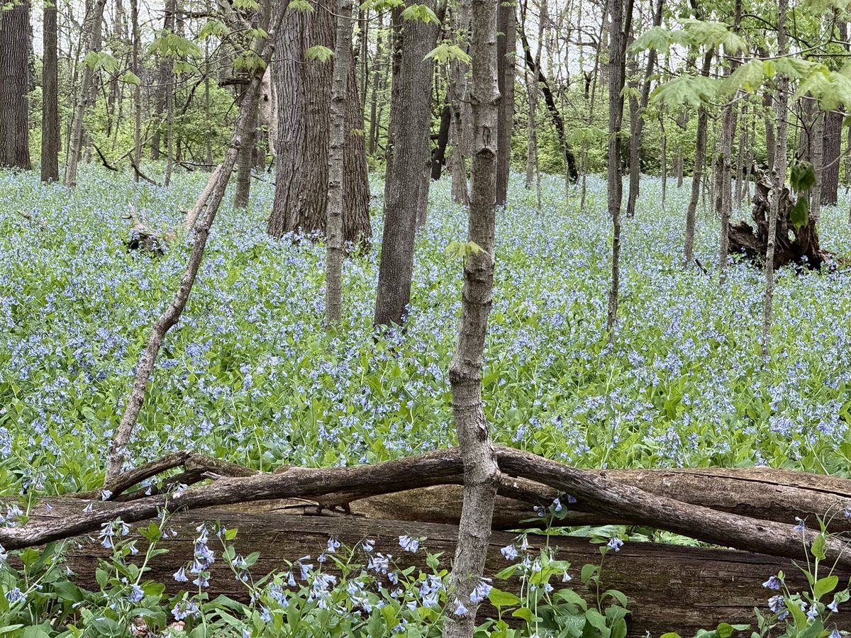 astro_eyes's tweet image. Blue Bells